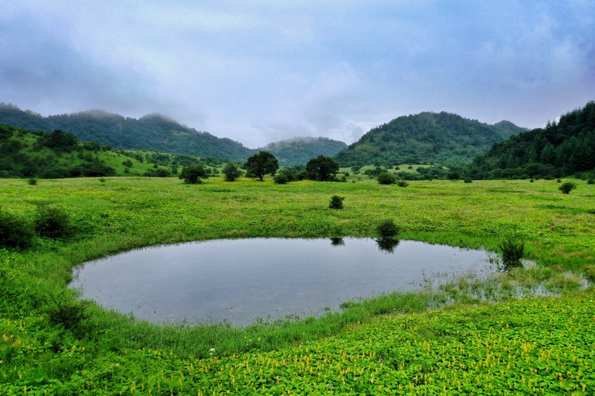 ��������Ȼ���o�^(q��)ֲ���S������Ұ�z