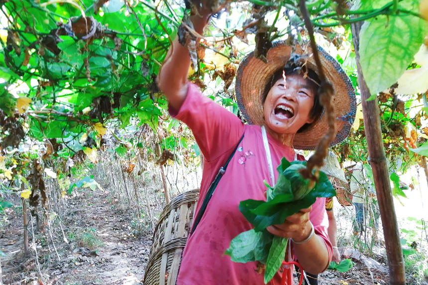 �������M��һ�l�l���M�Ľz��������z