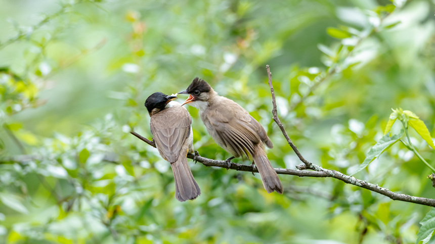 8��8�����ؑc���ϴ��^(q��)�l(xi��ng)�g�Ĕz���S���l��������z