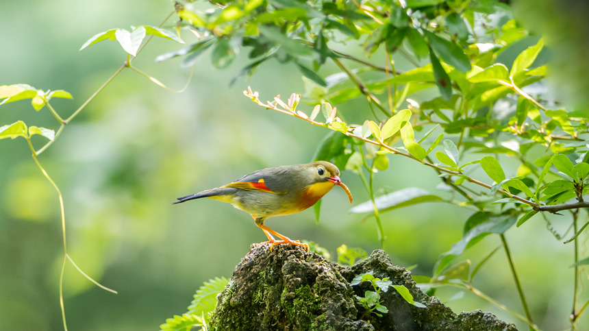 ��˼�B��������z