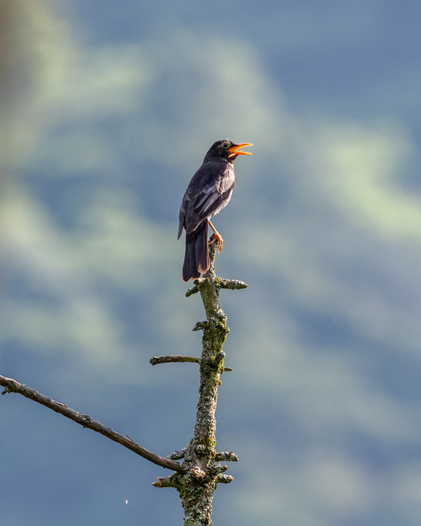 ���ؑc���ϴ��^(q��)�l(xi��ng)�g�Ĕz���B(ni��o)����������z