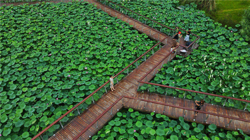 ���h̎��ȥ�����������������һ�ӾGɫ�Ļ�̺�ӡ����� �z