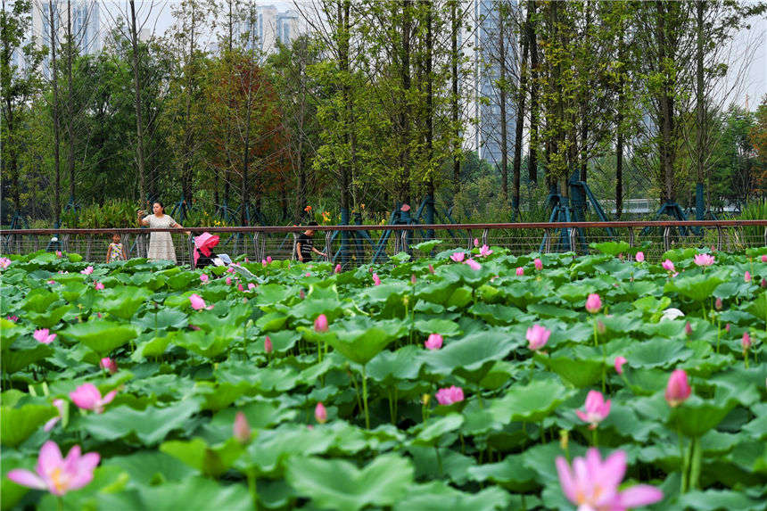 ���������ɻ������p�ɻ�ǧ�˰ّB(t��i)������ �z