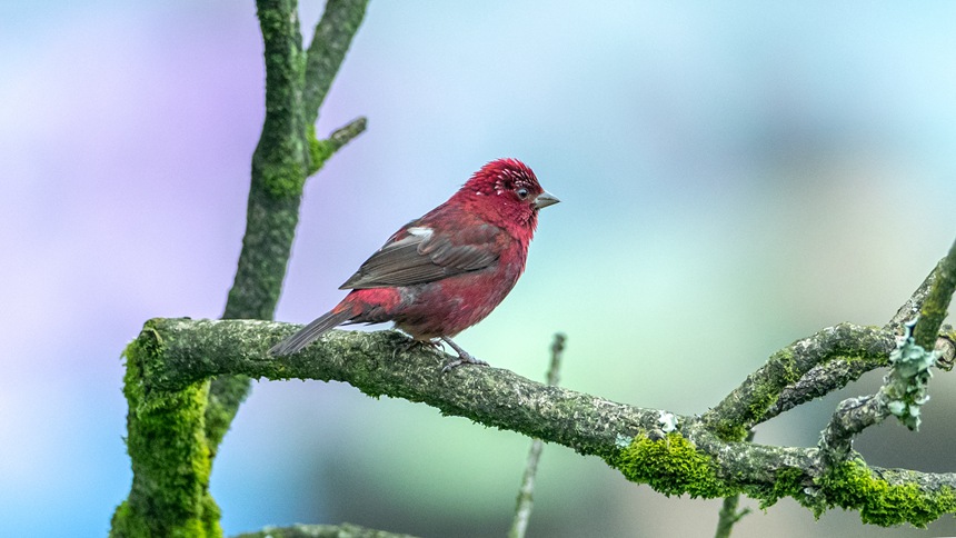 �ؑc�ϴ����ɽ�w��ľƼt��ȸ��������z