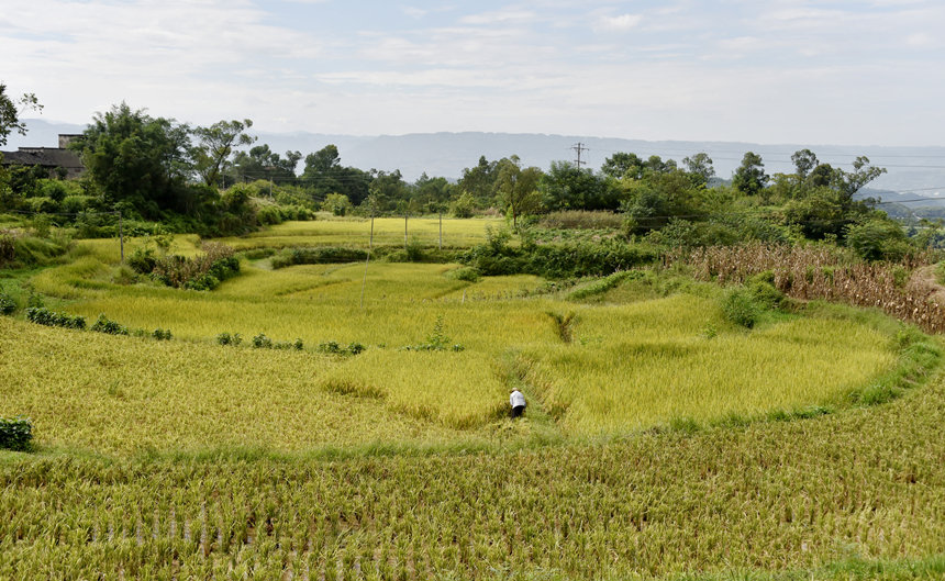 �����S�գ��L���箋���S�Ӕz