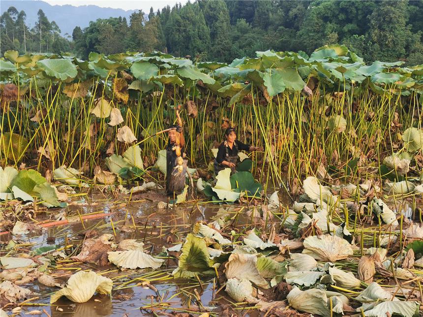 ź�r(n��ng)������ź���~���^(q��)ί���������D