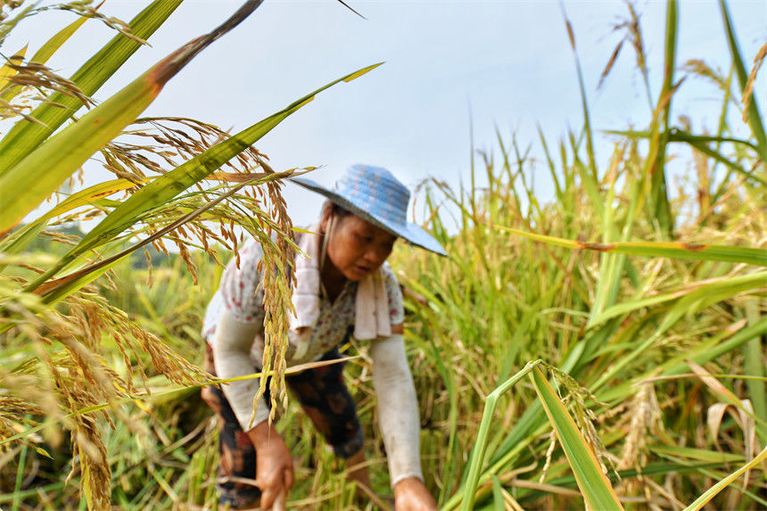����ץס�������ո��������z