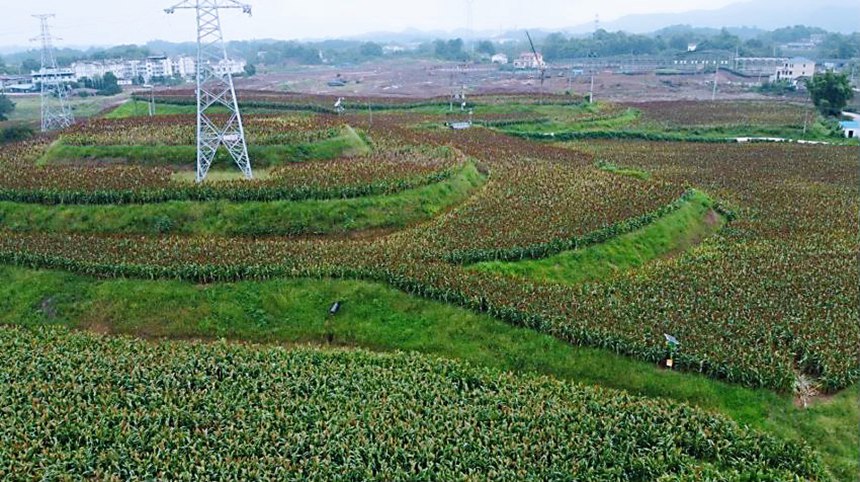 ��С�׸����a(ch��n)�I(y��)�@������ɔz