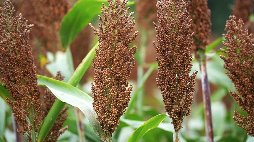 ����ĸ���������ɔz