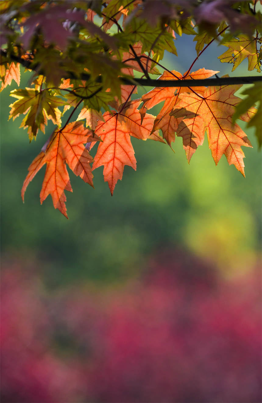 �Vꖍu�Ǆ�(chu��ng)���B(t��i)�����������޾�ӡ�z