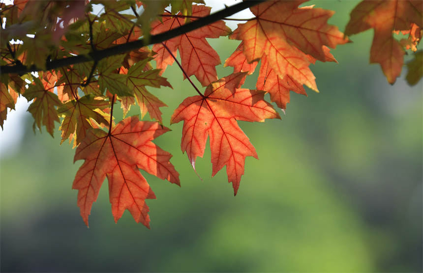 �Vꖍu�Ǆ�(chu��ng)���B(t��i)�����������޾�ӡ�z