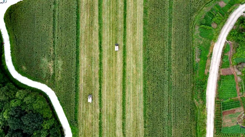 ���Ľ�С�׸����a(ch��n)�I(y��)�@������ɔz