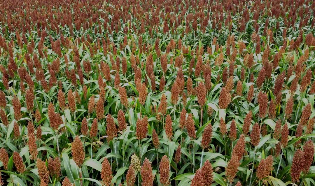 ����ĸ���������ɔz