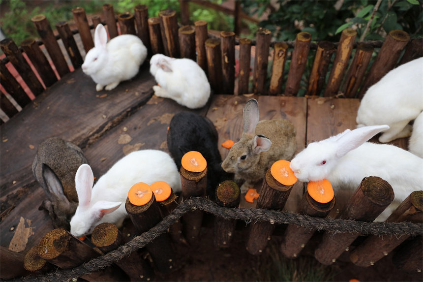 ��B(y��ng)�T��С����Ͷʳ���ӂ������ġ����}����������ɽܔz