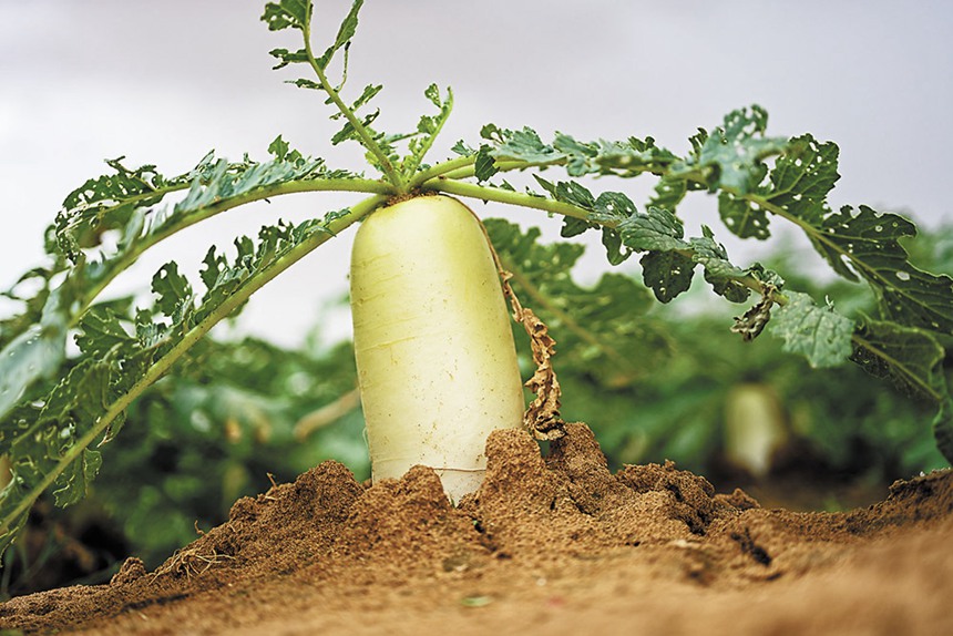 9��19������(n��i)�ɹŞ��m����ɳĮ��ɳĮ����������ԇ���л������}����ɳĮ�бŰl(f��)�˳���(l��i)��