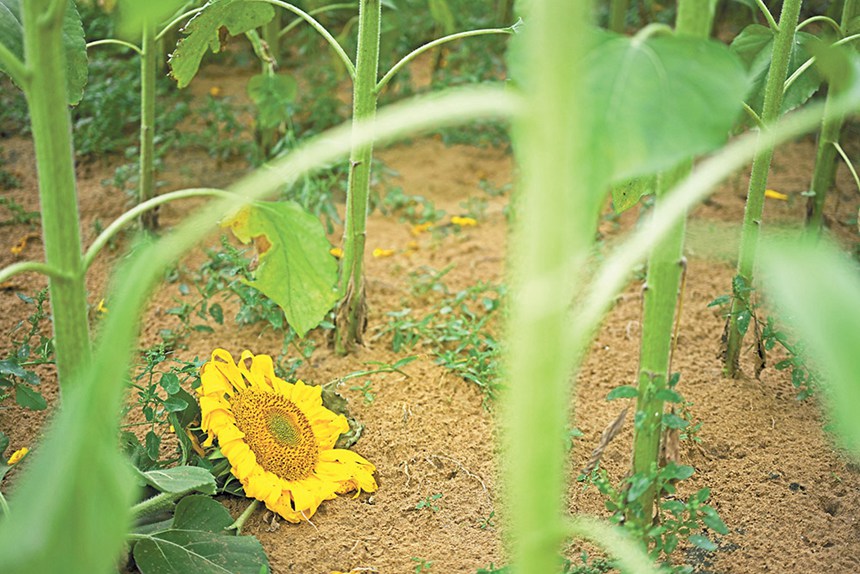 9��19������(n��i)�ɹŞ��m����ɳĮ��ɳĮ����������ԇ���л�����ɳĮ�зNֲ�����տ����o�։���