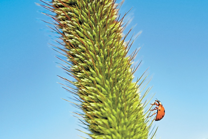 9��28������(n��i)�ɹŞ��m����ɳĮ��ɳĮ����������ԇ���л�����ɳĮ�д�Ƭ��ֲ���������S��С���x�ڴ˰�����