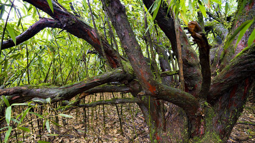 �Ϸ��t��ɼ�������L(zh��ng)��������ɽ�����������A�z