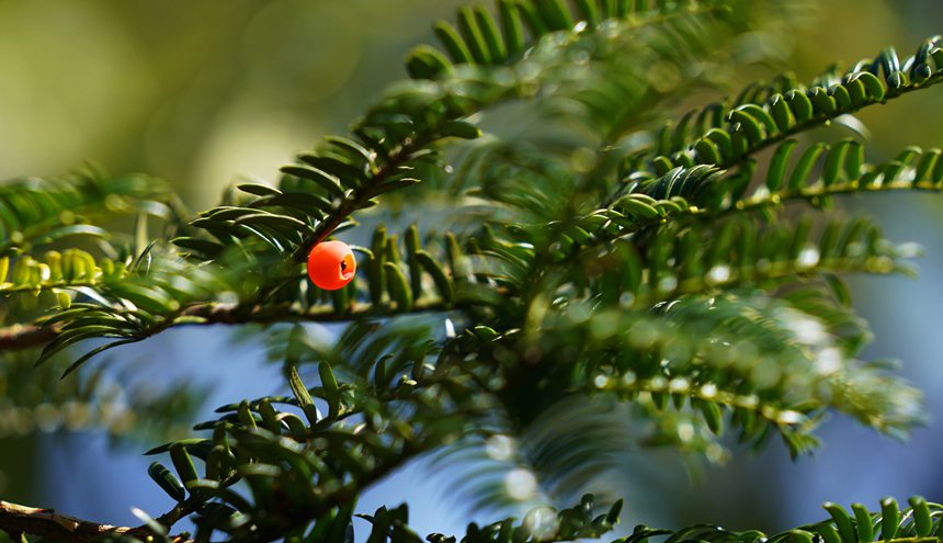 ֦�^�������tɫ�ļt��ɼ�N���������A�z