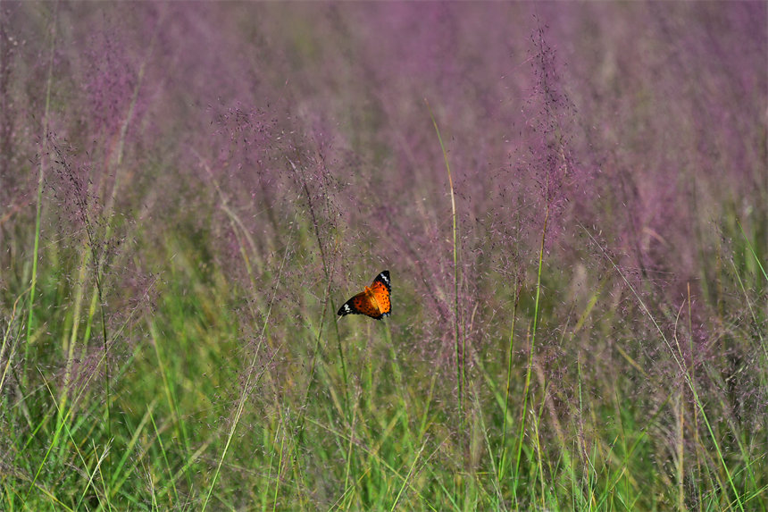 �Vꖍu����������B(t��i)�ޏ�(f��)�^(q��)���pӯ�������V�ķ���˝M��������һ����@�ͮ�������z