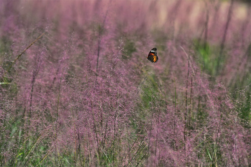 ΢�L(f��ng)���^�������pӯ�Ļ����S�L(f��ng)���裬�����ꇷ�ɫ����������z