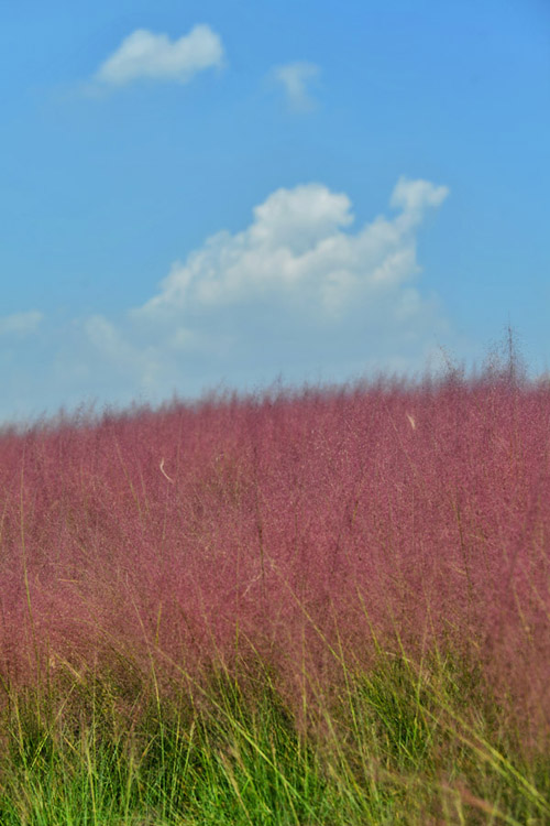 �h(yu��n)�h(yu��n)��ȥ����ɫ����Ұ������߅�Ĳ�ϼ����΢�L(f��ng)���p�p�uҷ������z