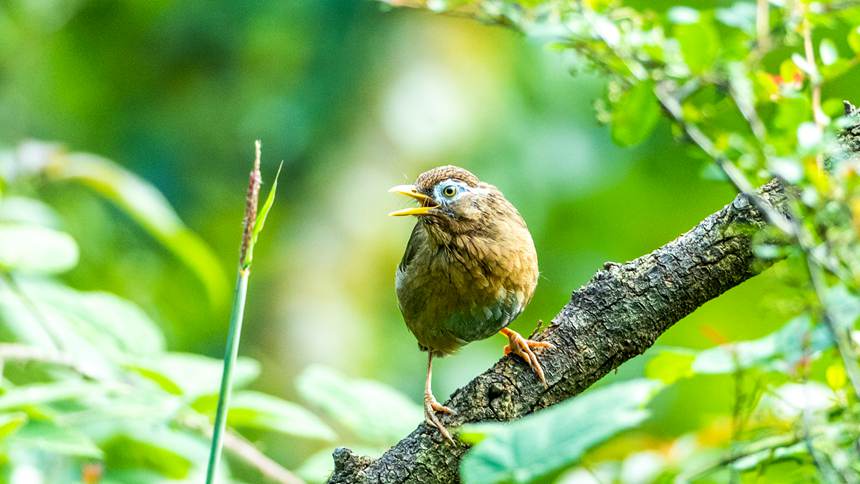 ���ɽ��(gu��)����Ȼ���o(h��)�^(q��)�Ĕz�Į�(hu��)ü��������z