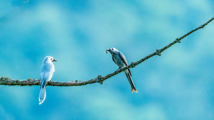 ���ɽ������Ȼ���o(h��)�^(q��)�Ĕz�ĻҾ�β��������z