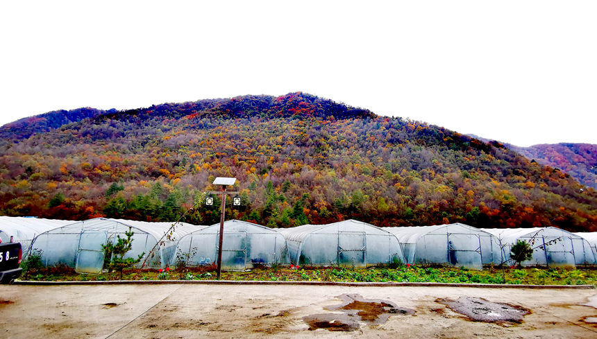 �ǿڿh����l(xi��ng)����ƺ����߲˴������S��M�z