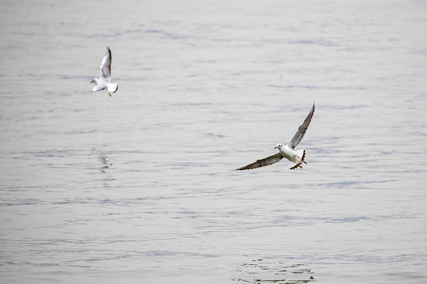 �ؑc�����T�ɽ��R��̎ӭ���t���t�����g�z