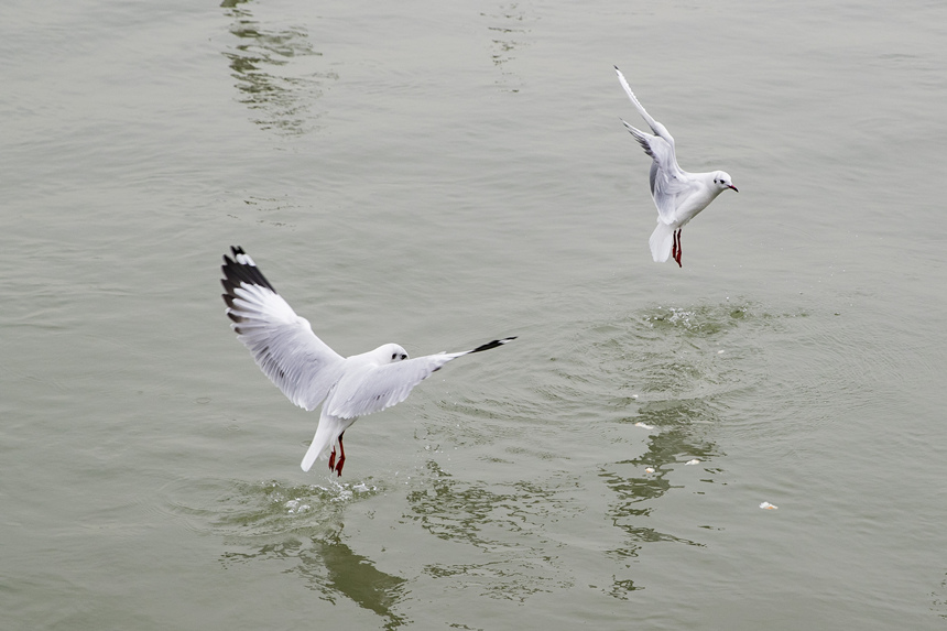 �ؑc�����T�ɽ��R��̎ӭ���t���t�����g�z