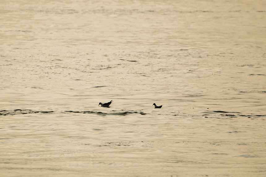 �ؑc�����T(m��n)�ɽ��R��̎ӭ��(l��i)�t���t�����g�z