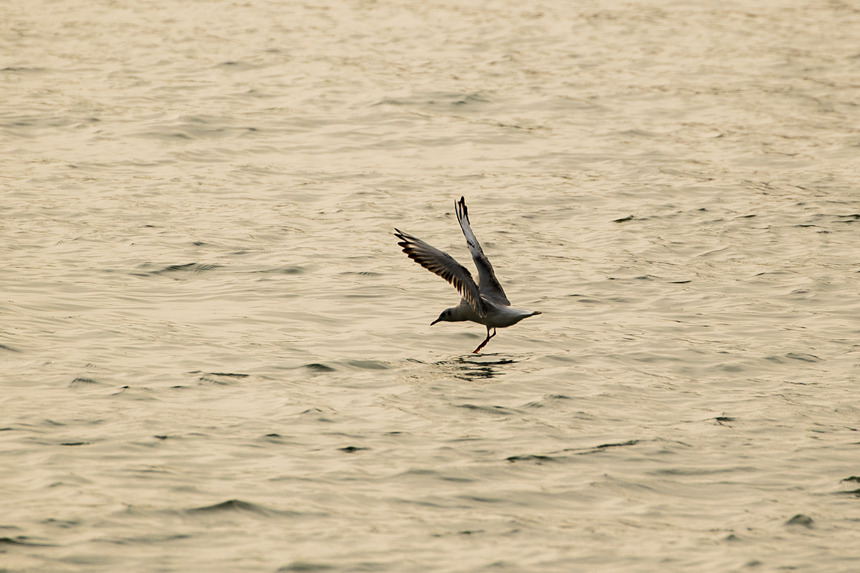 �ؑc�����T�ɽ��R��̎ӭ��(l��i)�t���t�����g�z