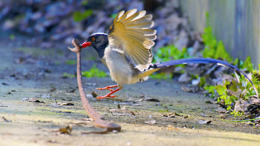 �t���{�o���ؑc���֘I(y��)�ֹ��D