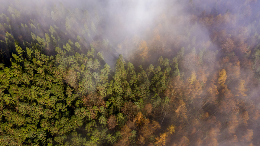 ���F��ӳ�µ����ɭ���������A�z