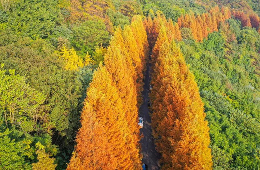 ��ĸɽ���@���{(l��n)��z