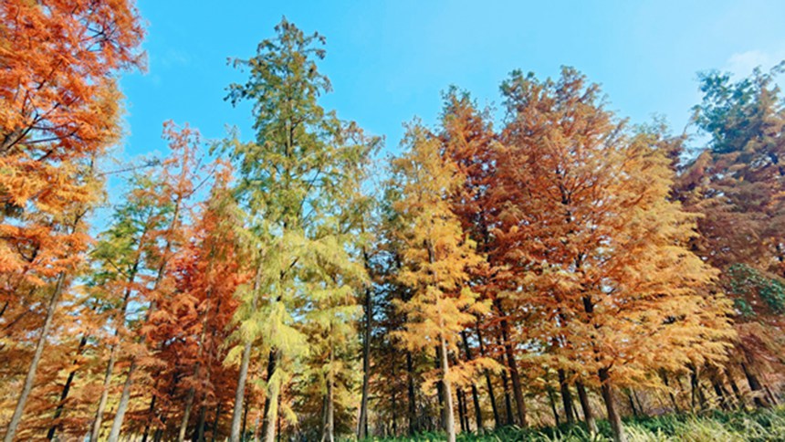 �Y���ǻ۹��@��������z