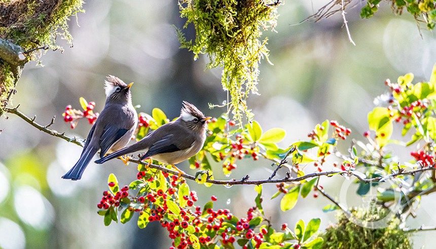 ���I(l��ng)�L(f��ng)����������z