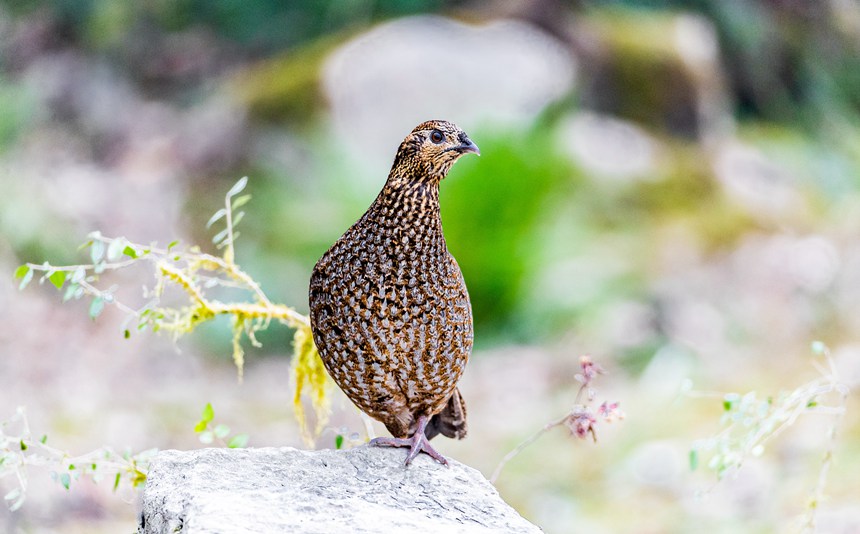 �I(l��ng)ȸ���l��ԡůꖡ�������z