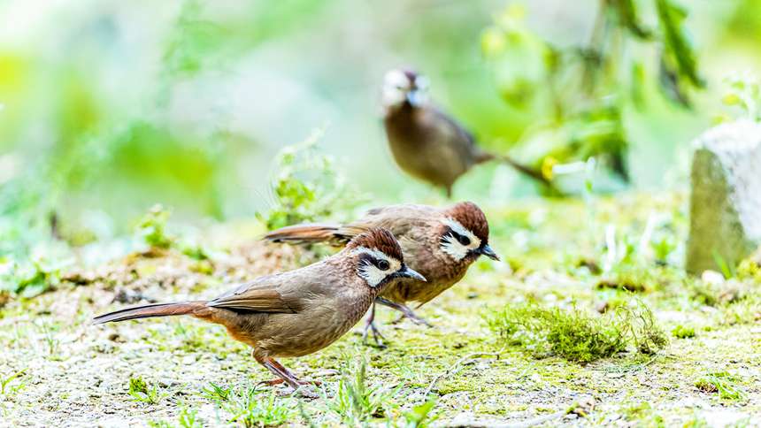 ���a�����ڽ��ɽ���eҒʳ��������z