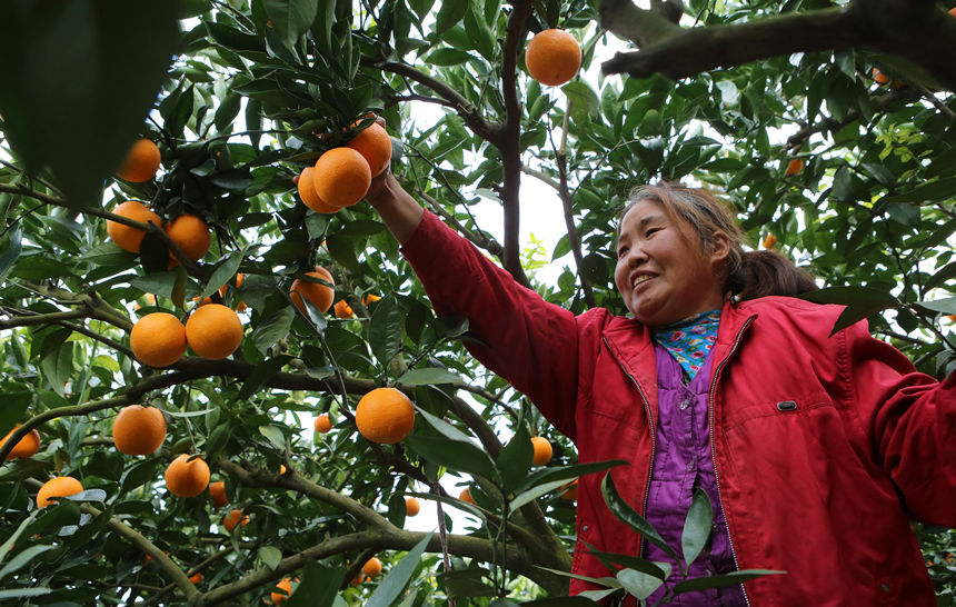 ��ɽ�h�������ڲ�ժ�������R�ȑc�z