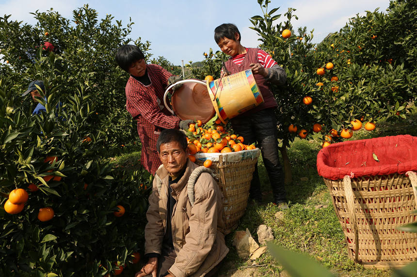 ��ɽ�h�������ڲ�ժ�������R�ȑc�z