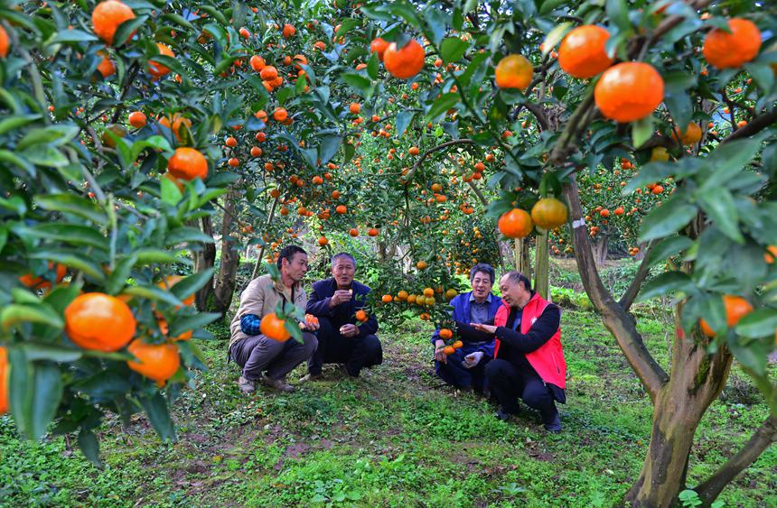 �Ƽ����ɆTָ��(d��o)�r(n��ng)�������żt���������S�z