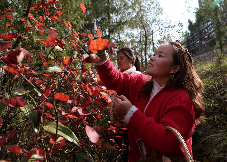 �����ڲ�ժ�t�~���R�ȑc�z