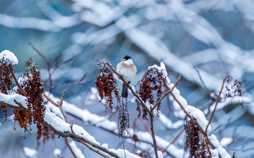 ѩ�С�������S������������z