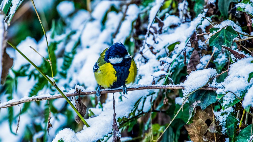 ѩ֦�ϵľG��ɽȸ��������z