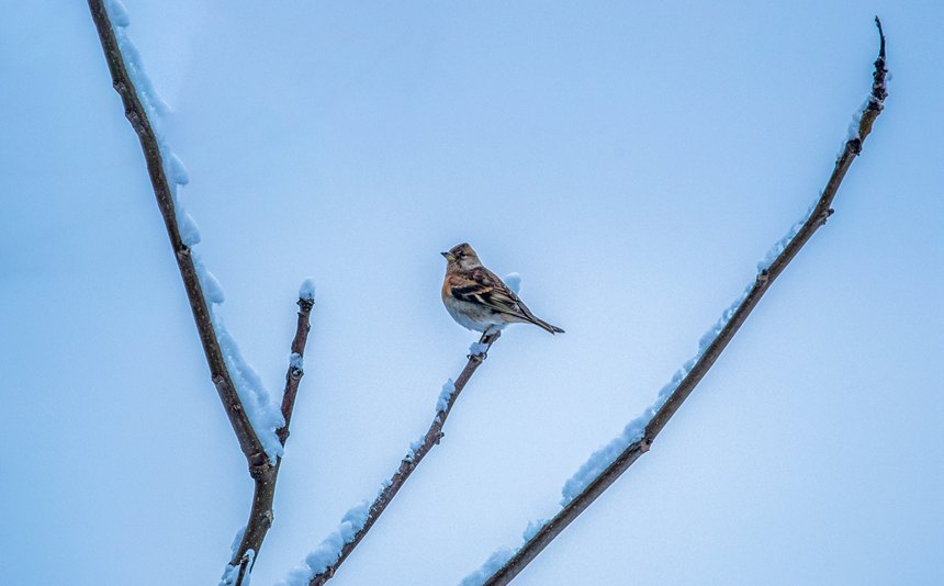 ѩ֦�ϵ�ɽȸ��������z