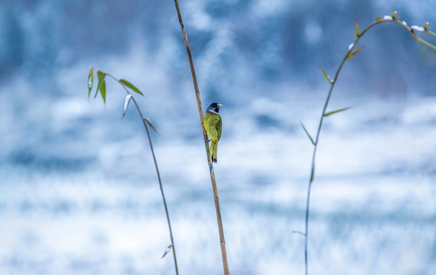 ѩ�е��I(l��ng)ȸ���l��������z