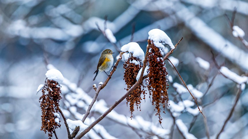 ѩ֦�ϵ�ɽȸ��������z