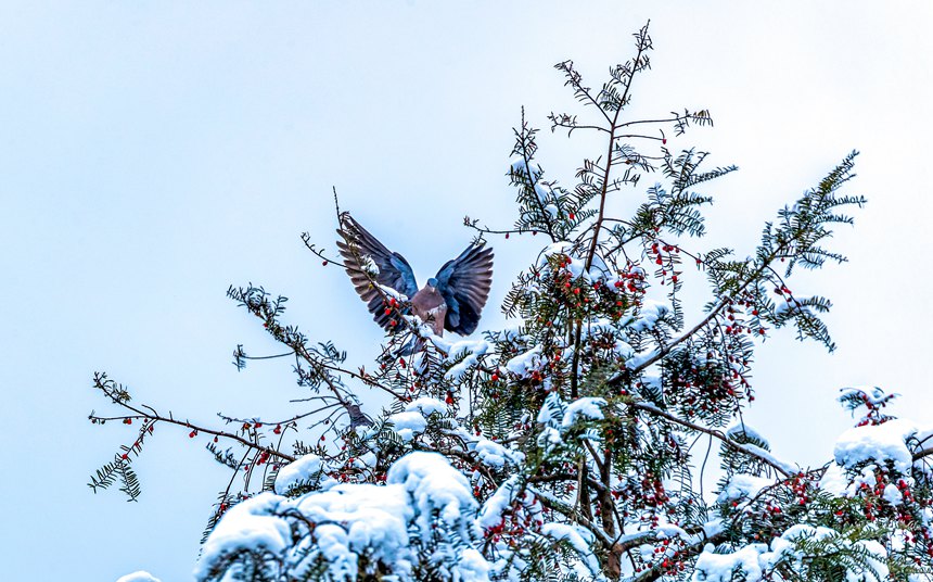 ���F��ѩ֦��ϲʳ�t����������z